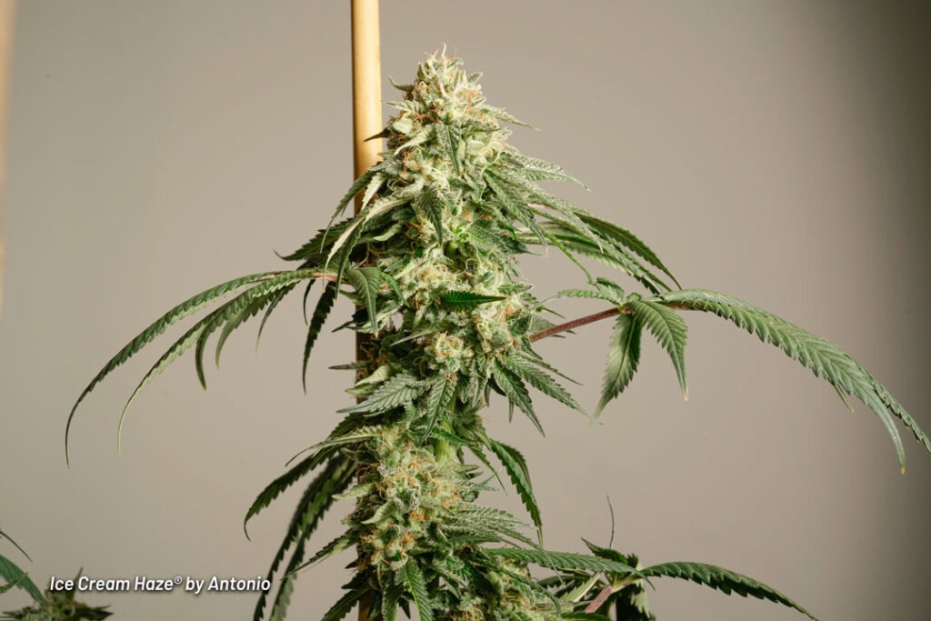 Ice Cream Haze cannabis seed to harvest grow report by Johnny Green (15)