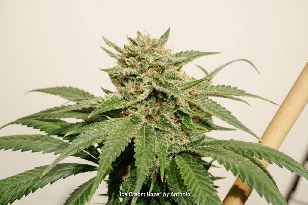 Ice Cream Haze cannabis seed to harvest grow report by Johnny Green (18)