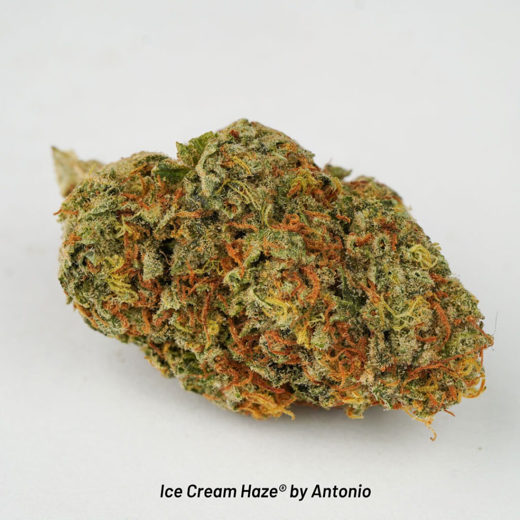 Ice Cream Haze cannabis seed to harvest grow report by Johnny Green (1-2)