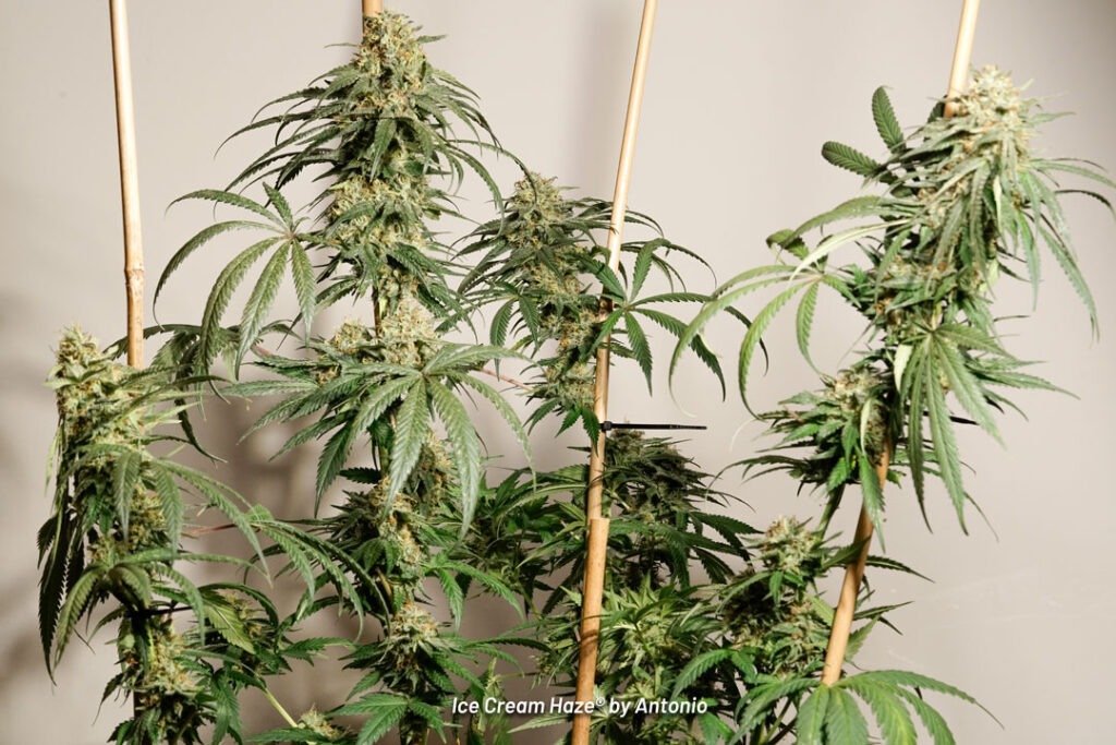 Ice Cream Haze cannabis seed to harvest grow report by Johnny Green (20)