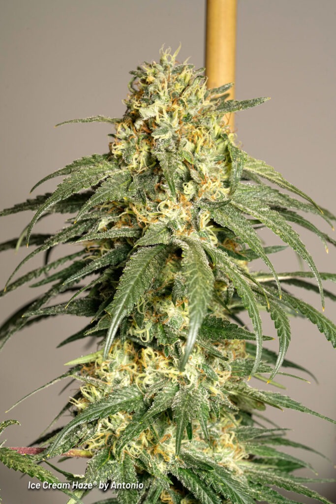 Ice Cream Haze cannabis seed to harvest grow report by Johnny Green (22)