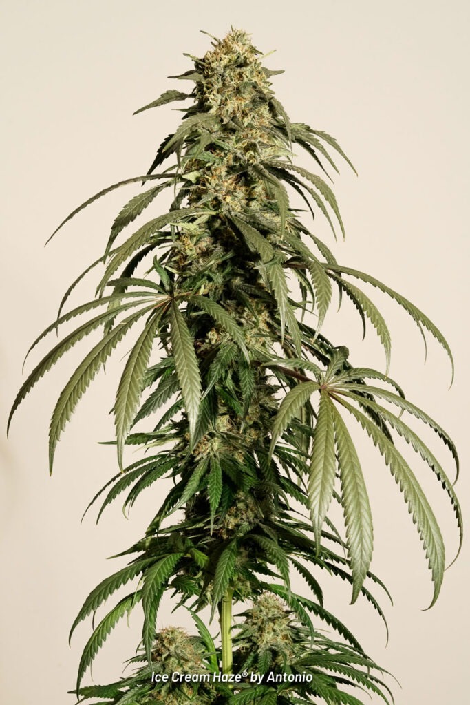 Ice Cream Haze cannabis seed to harvest grow report by Johnny Green (23)