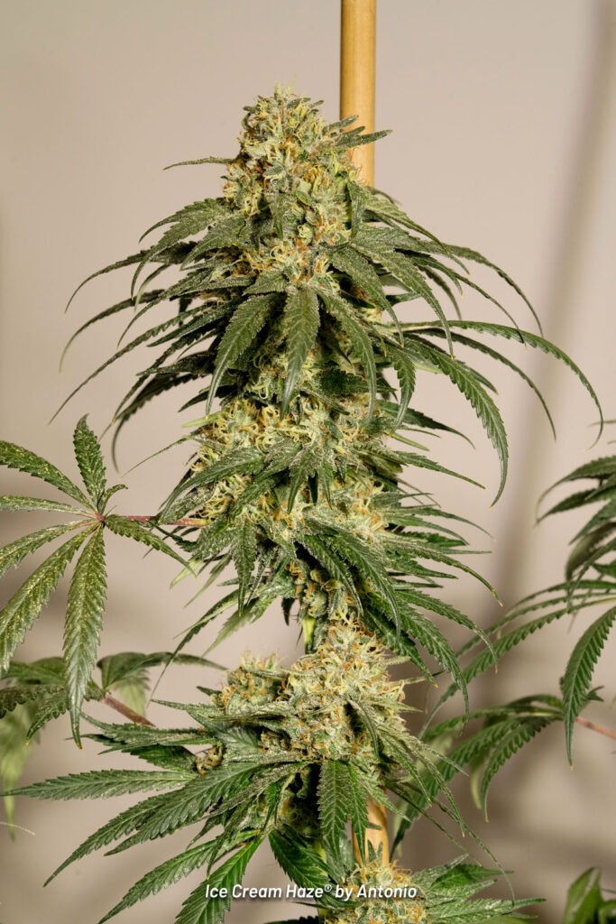 Ice Cream Haze cannabis seed to harvest grow report by Johnny Green (27)