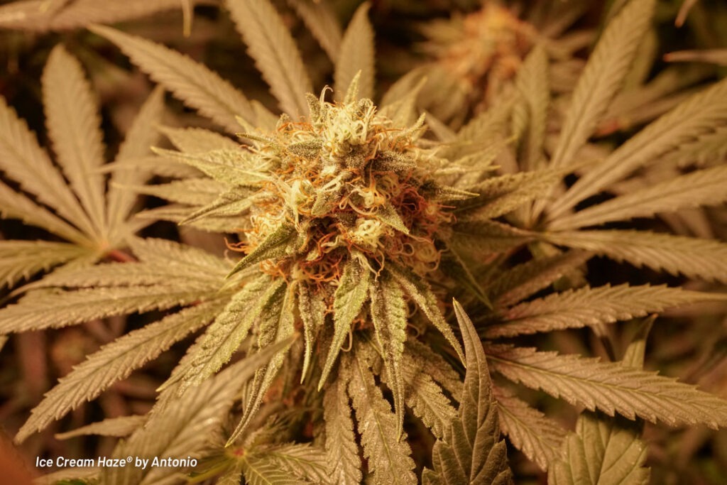 Ice Cream Haze cannabis seed to harvest grow report by Johnny Green (4)