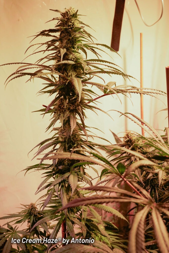 Ice Cream Haze cannabis seed to harvest grow report by Johnny Green