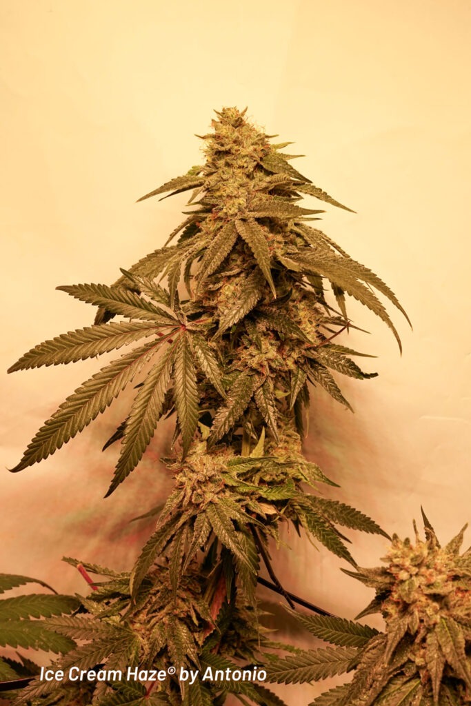 Ice Cream Haze cannabis seed to harvest grow report by Johnny Green (7)