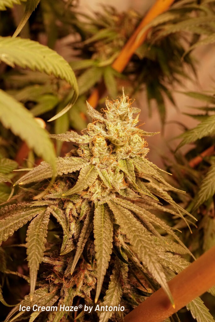 Ice Cream Haze cannabis seed to harvest grow report by Johnny Green (8)