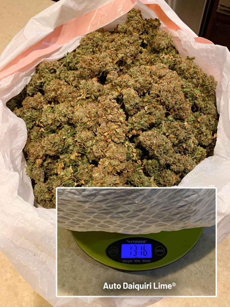 Dry weight of 1.3kg or 3 pounds of one Dutch Passion autoflower
