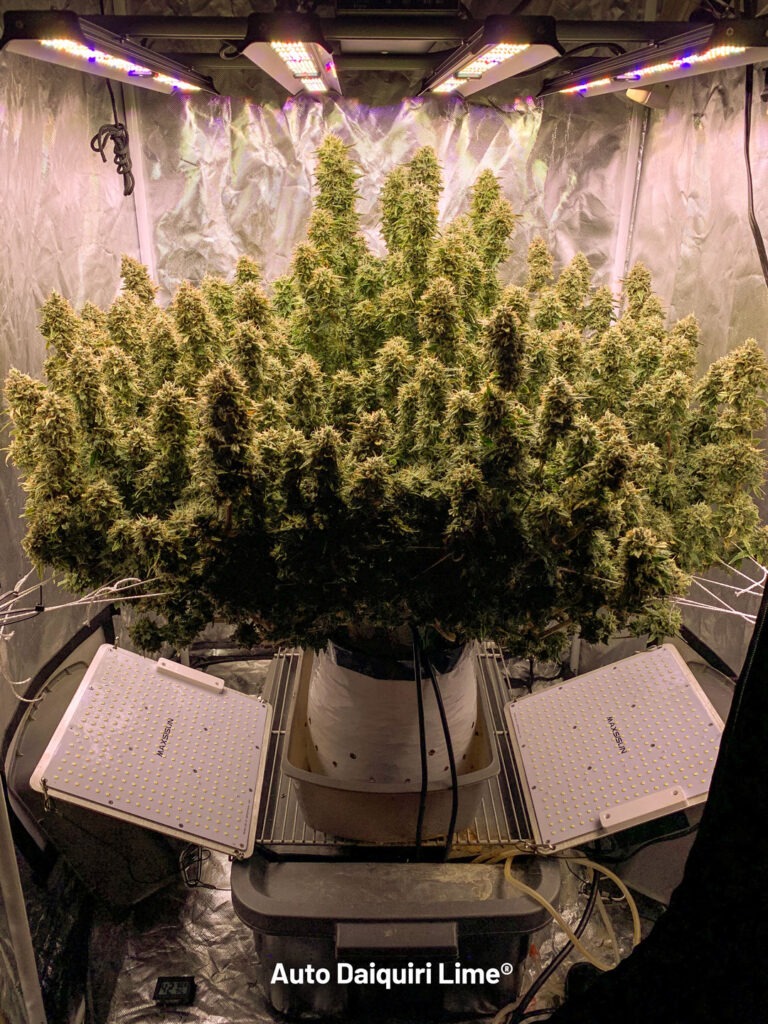 Day 102, lower LED panels in place for the last 3 weeks