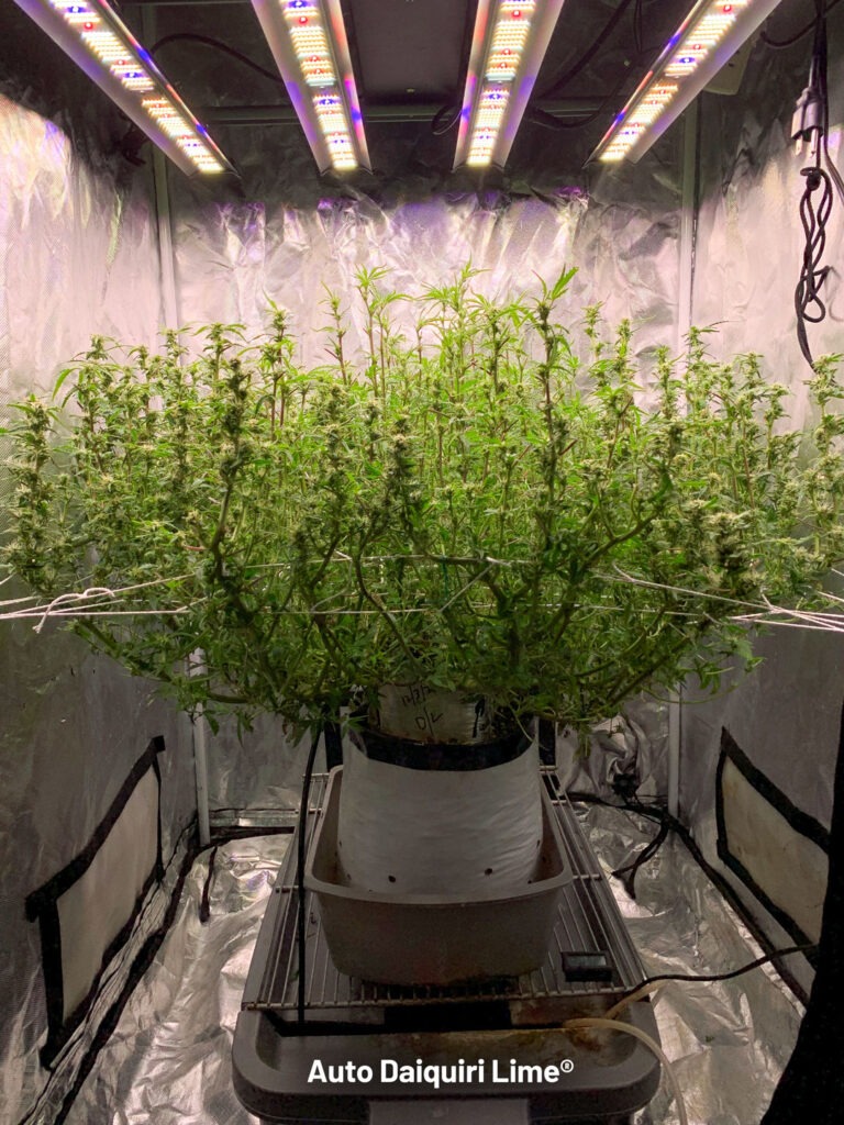 Auto Daiquiri Lime, 70 days old, after heavy defoliation