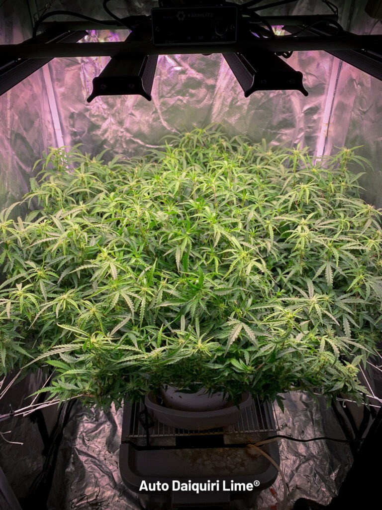 Auto Daiquiri Lime at 70 days before defoliation