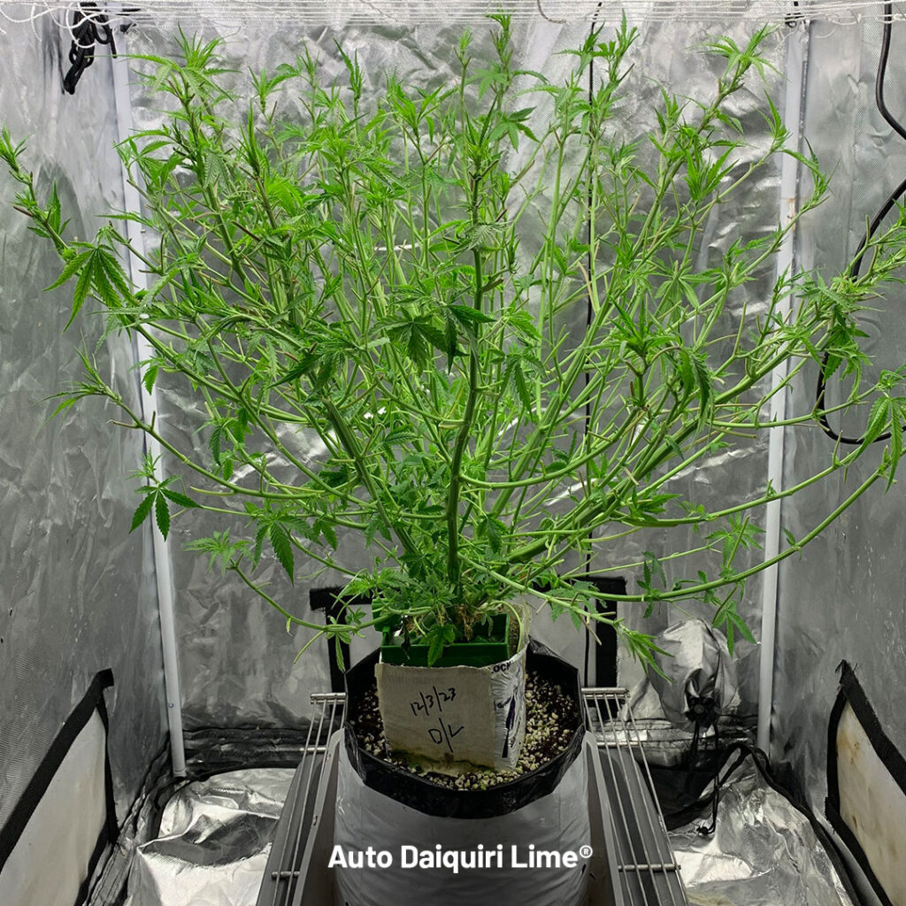 Auto Daiquiri Lime defoliated with the branches super cropped