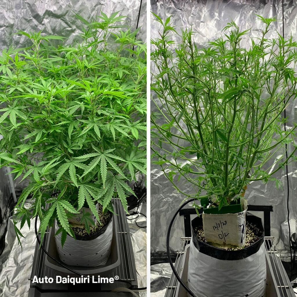 Auto Daiquiri Lime after her first defoliation