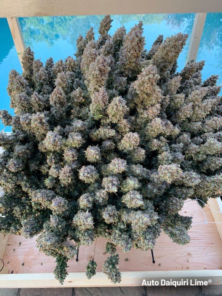 Auto Daiquiri Lime buds on harvest day at a Californian pool
