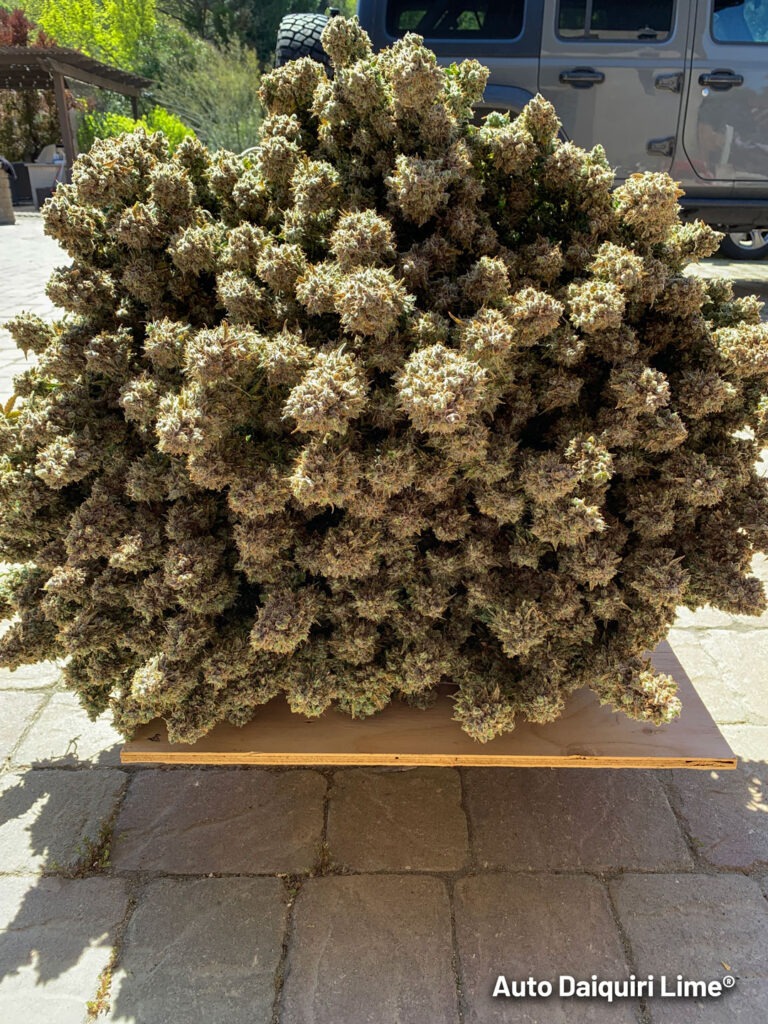 Day 122, harvest has arrived. A genuine epic result