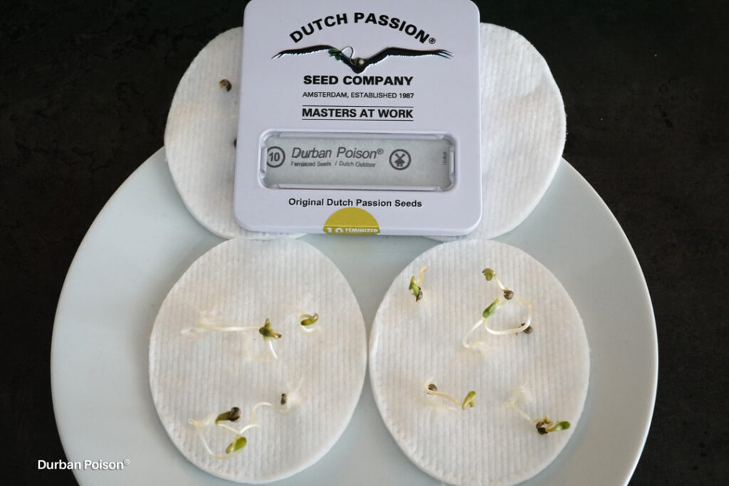 Successful Durban Poison indoor organic grow review despite Thrip infestation (1)