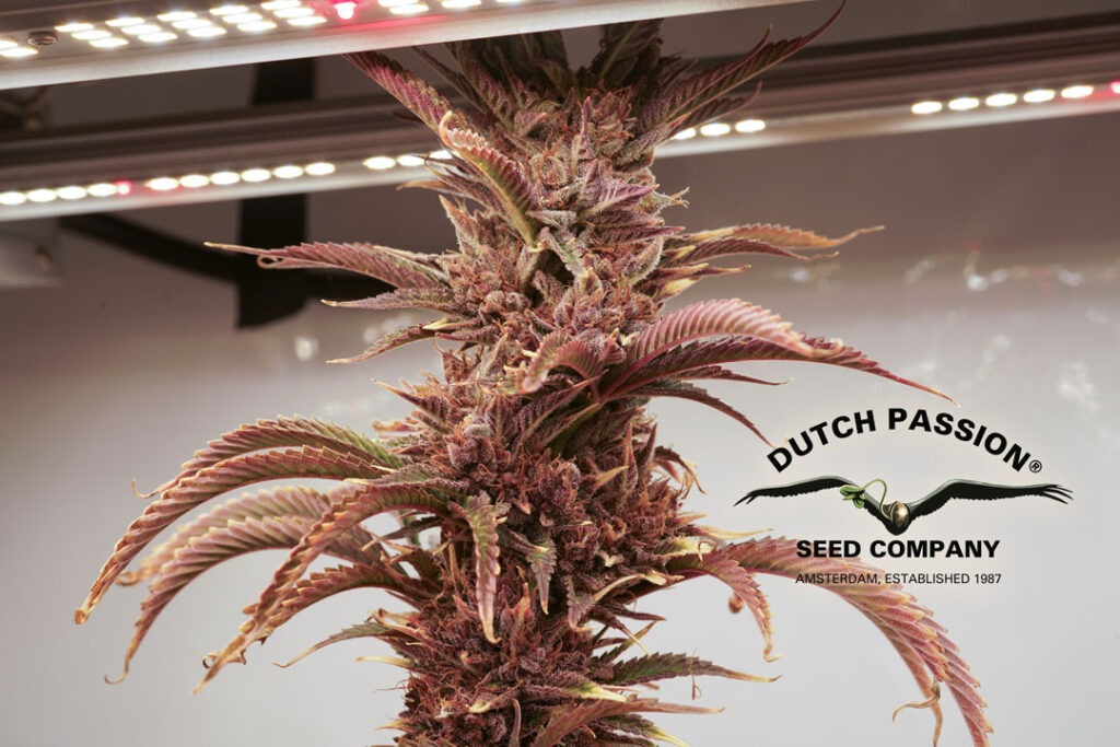 Successful Durban Poison indoor organic grow review despite Thrip infestation