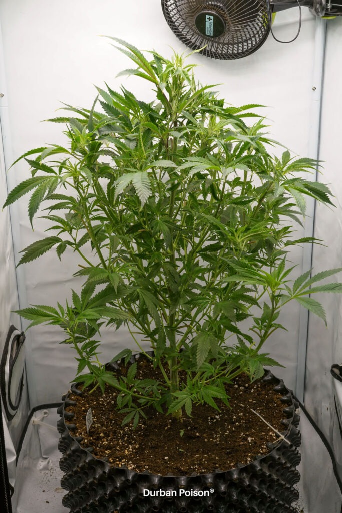 Successful Durban Poison indoor organic grow review despite Thrip infestation (10)