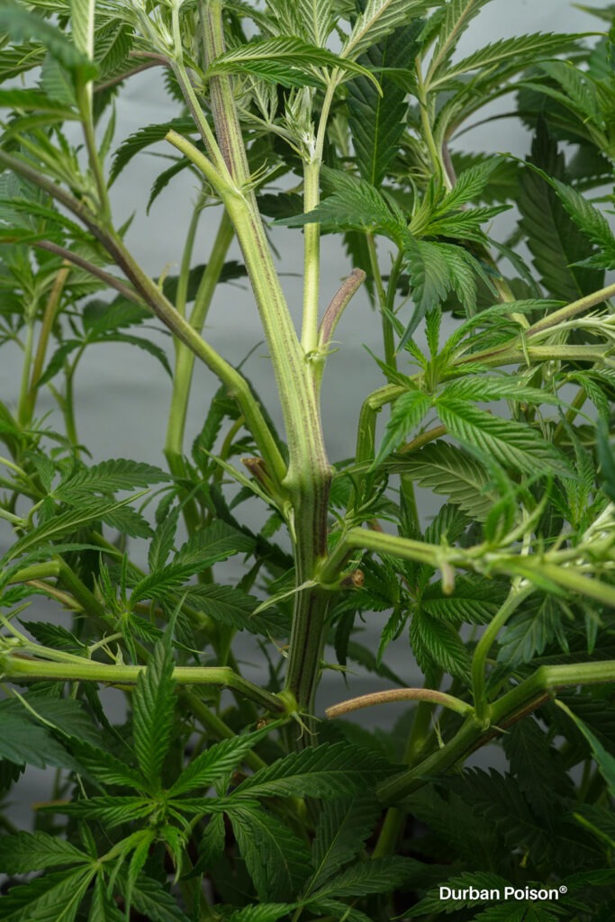 Successful Durban Poison indoor organic grow review despite Thrip infestation (11)