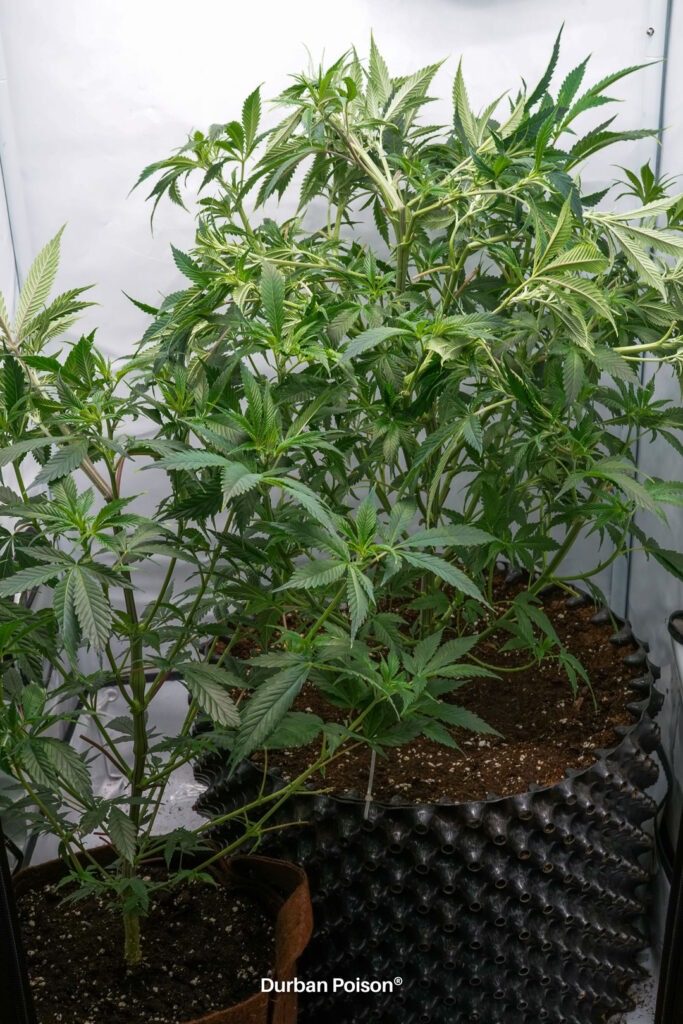 Successful Durban Poison indoor organic grow review despite Thrip infestation (12)