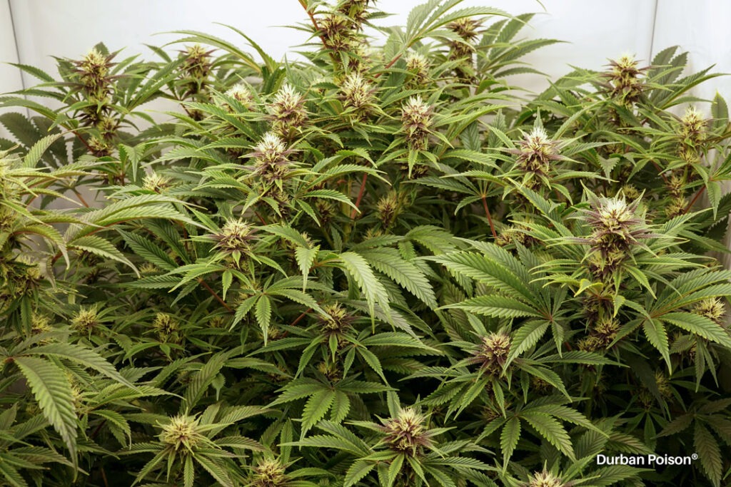 Successful Durban Poison indoor organic grow review despite Thrip infestation (13)