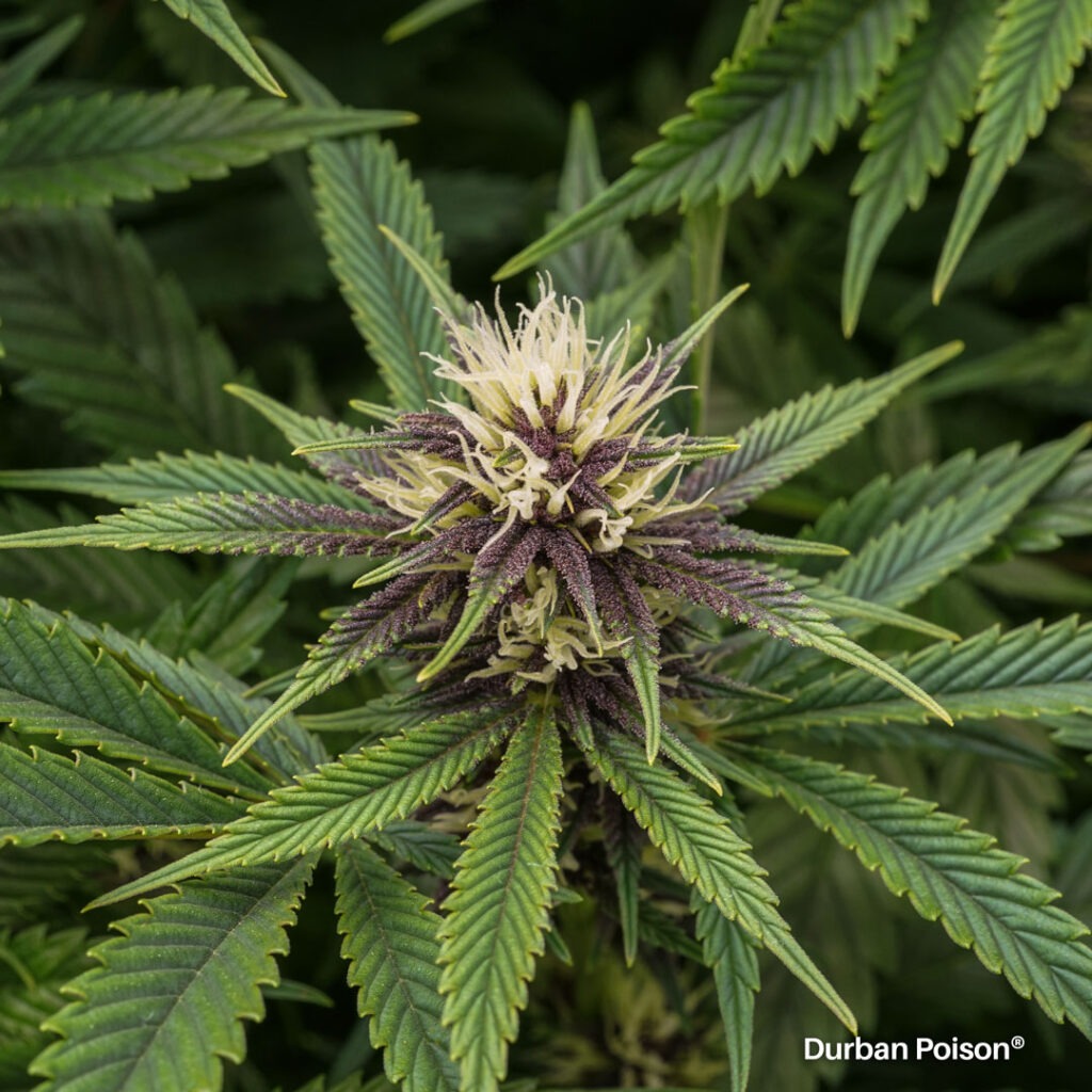 Successful Durban Poison indoor organic grow review despite Thrip infestation (14)