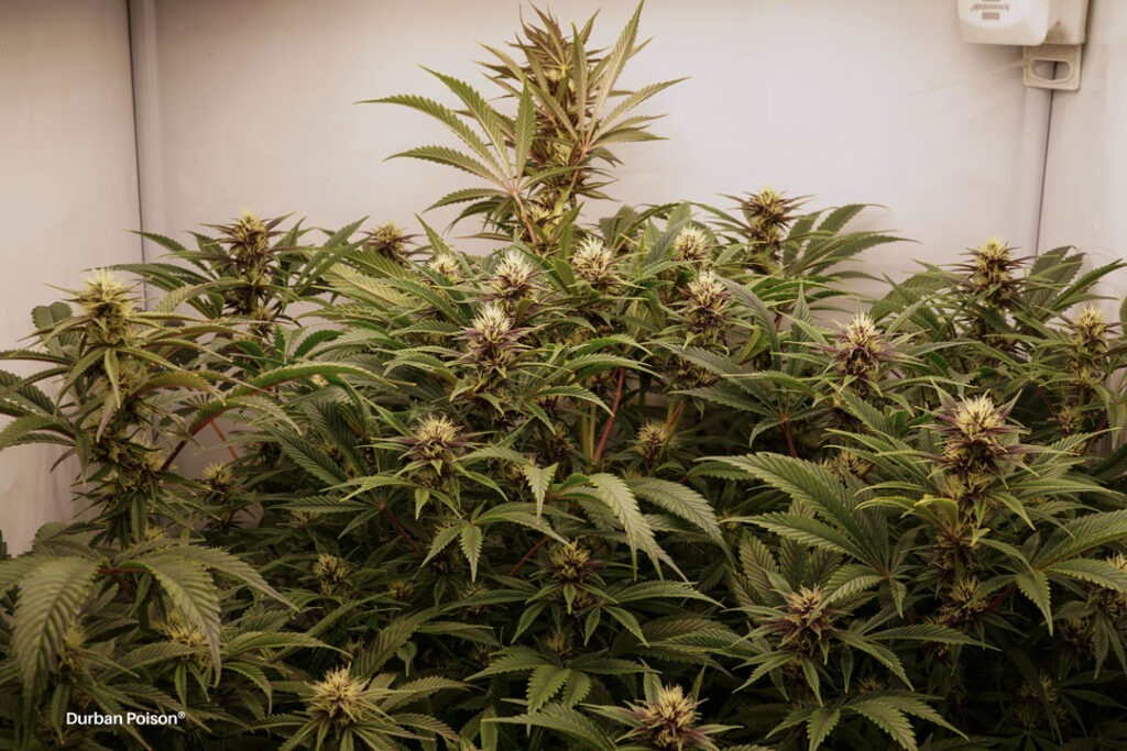 Successful Durban Poison indoor organic grow review despite Thrip infestation (16)