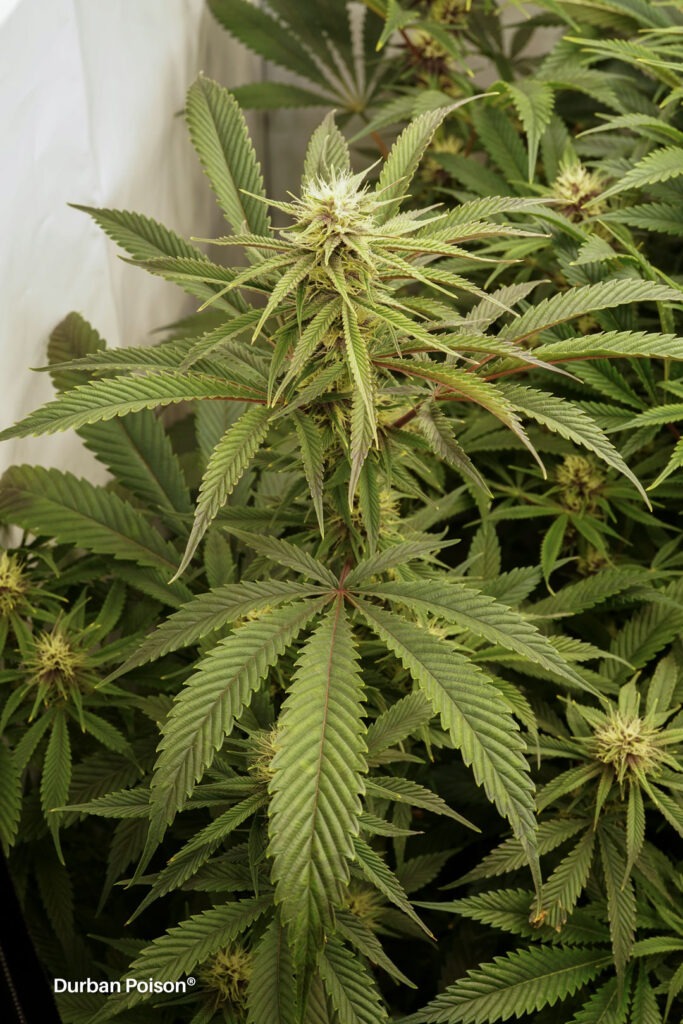 Successful Durban Poison indoor organic grow review despite Thrip infestation (17)