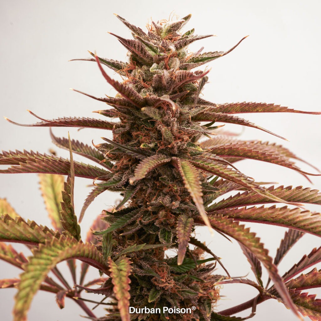 Successful Durban Poison indoor organic grow review despite Thrip infestation (18)