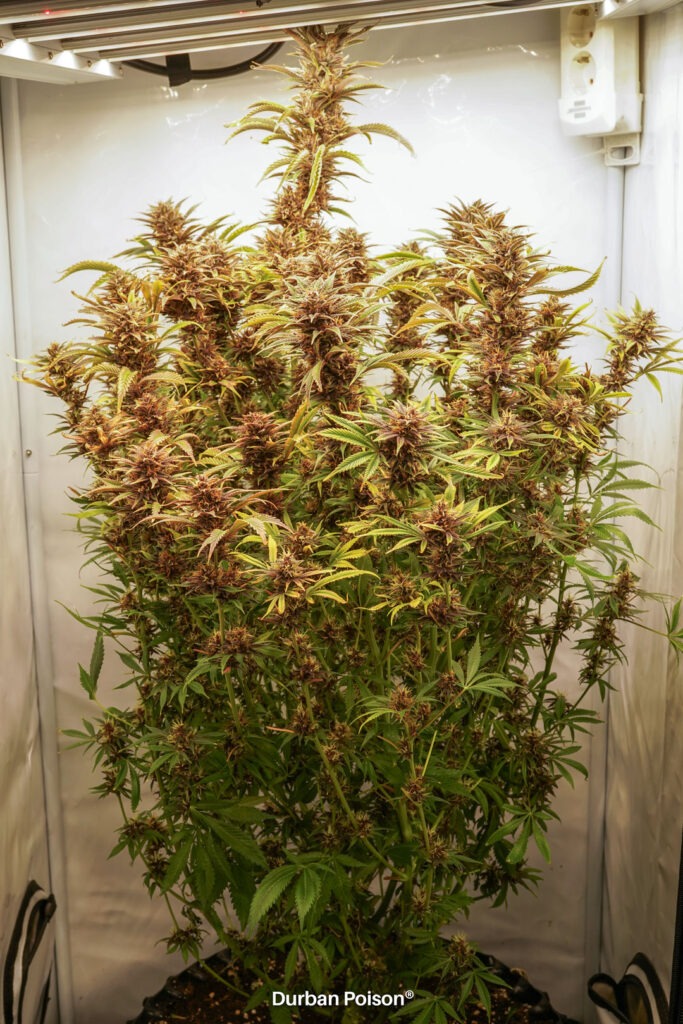 Successful Durban Poison indoor organic grow review despite Thrip infestation (19)