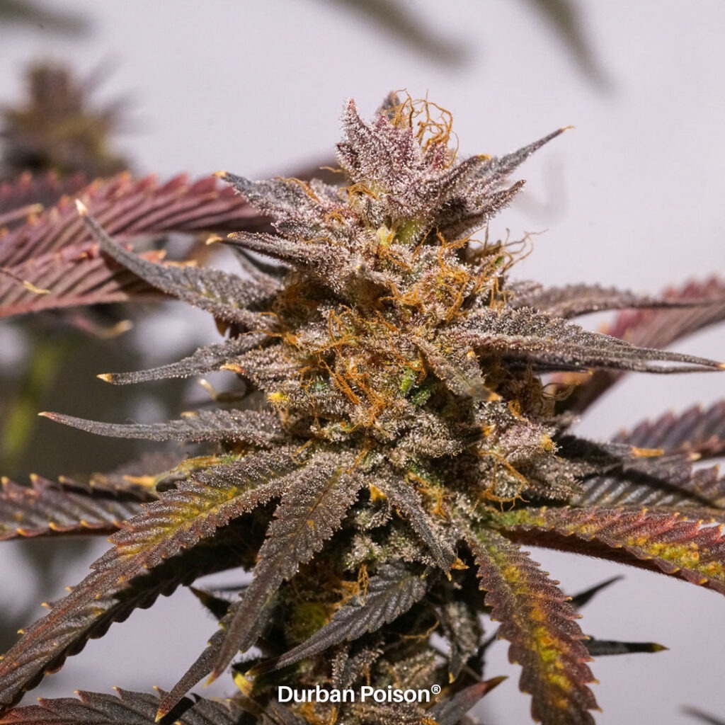 Successful Durban Poison indoor organic grow review despite Thrip infestation (21)