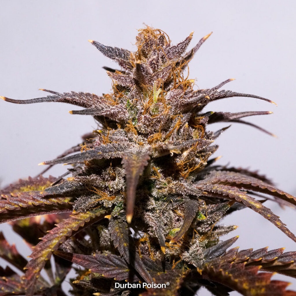 Successful Durban Poison indoor organic grow review despite Thrip infestation (23)