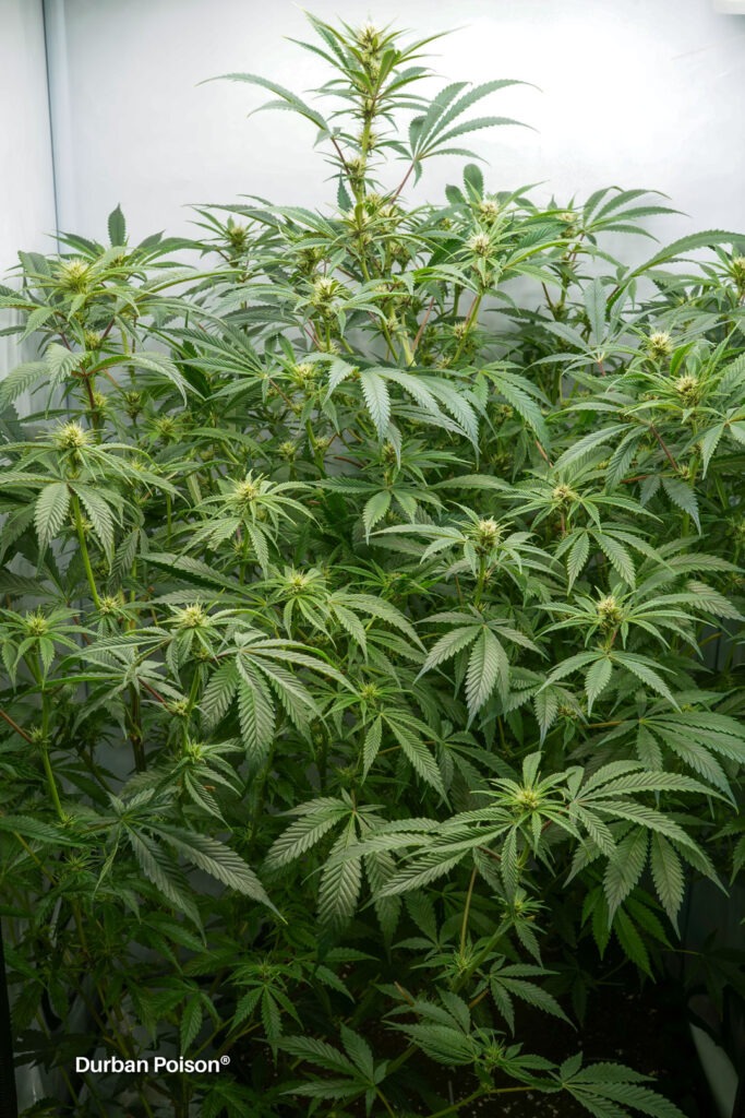 Successful Durban Poison indoor organic grow review despite Thrip infestation (24)
