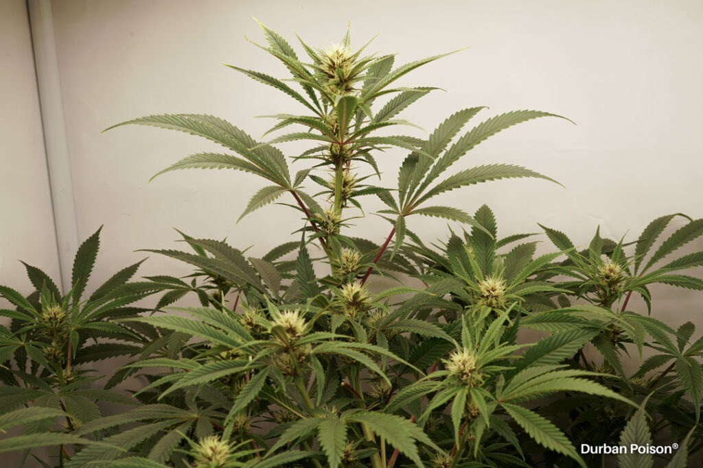 Successful Durban Poison indoor organic grow review despite Thrip infestation (25)