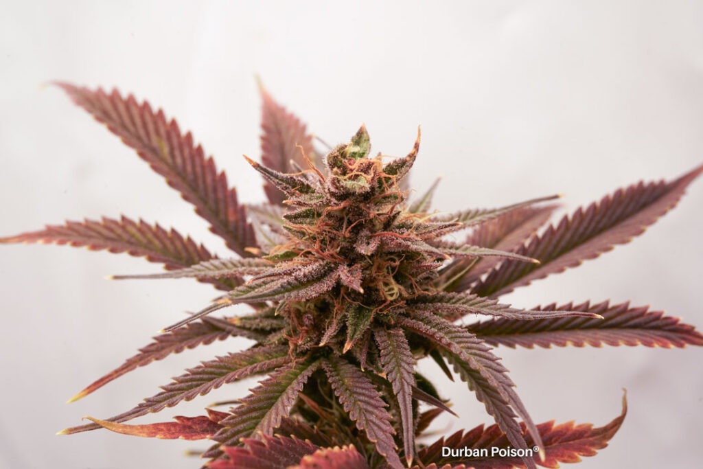 Successful Durban Poison indoor organic grow review despite Thrip infestation (26)