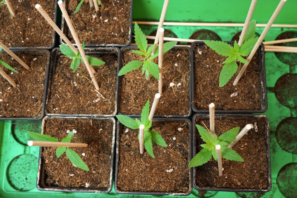 Successful Durban Poison indoor organic grow review despite Thrip infestation (2)