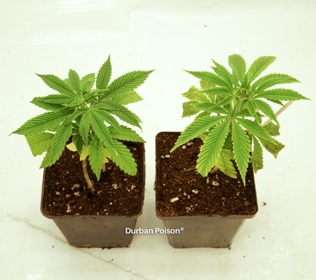 Successful Durban Poison indoor organic grow review despite Thrip infestation (3)