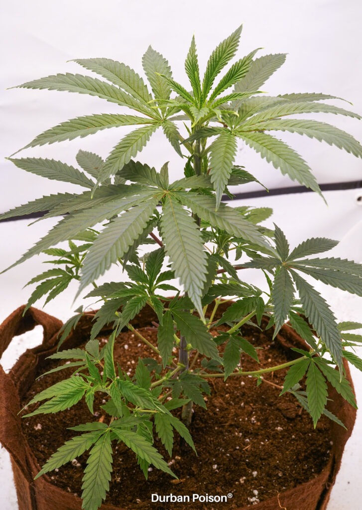 Successful Durban Poison indoor organic grow review despite Thrip infestation (5)