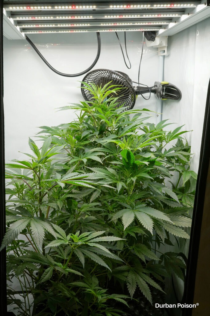 Successful Durban Poison indoor organic grow review despite Thrip infestation (6)