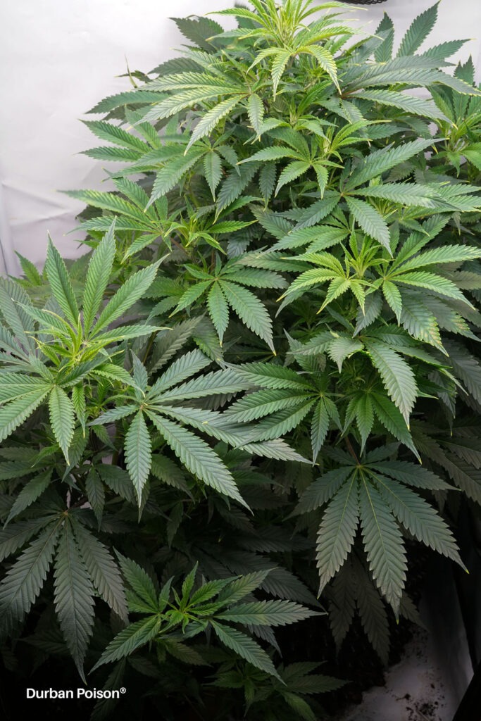 Successful Durban Poison indoor organic grow review despite Thrip infestation (7)
