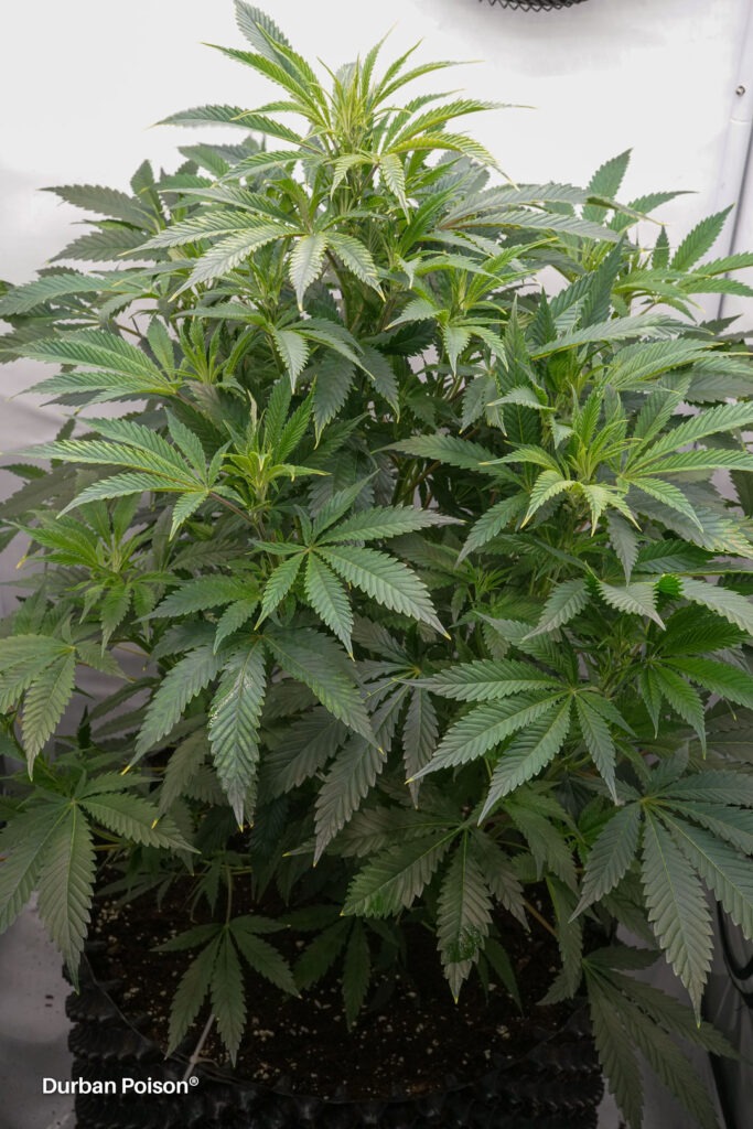 Successful Durban Poison indoor organic grow review despite Thrip infestation (8)