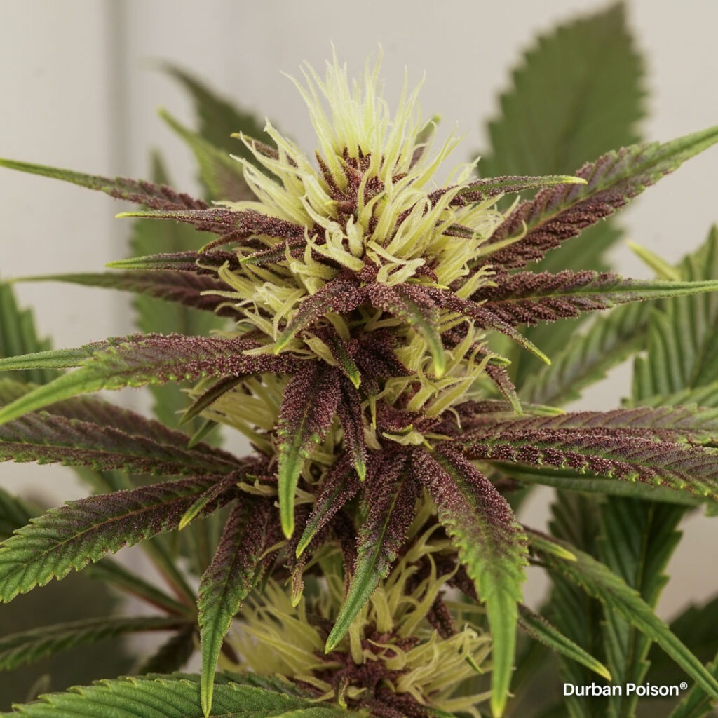 Successful Durban Poison indoor organic grow review despite Thrip infestation (20)