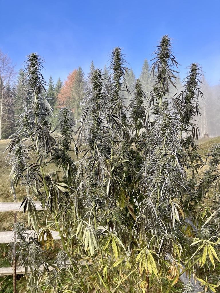 Snow Bud near harvest at 1400m above sea level in Slovenia