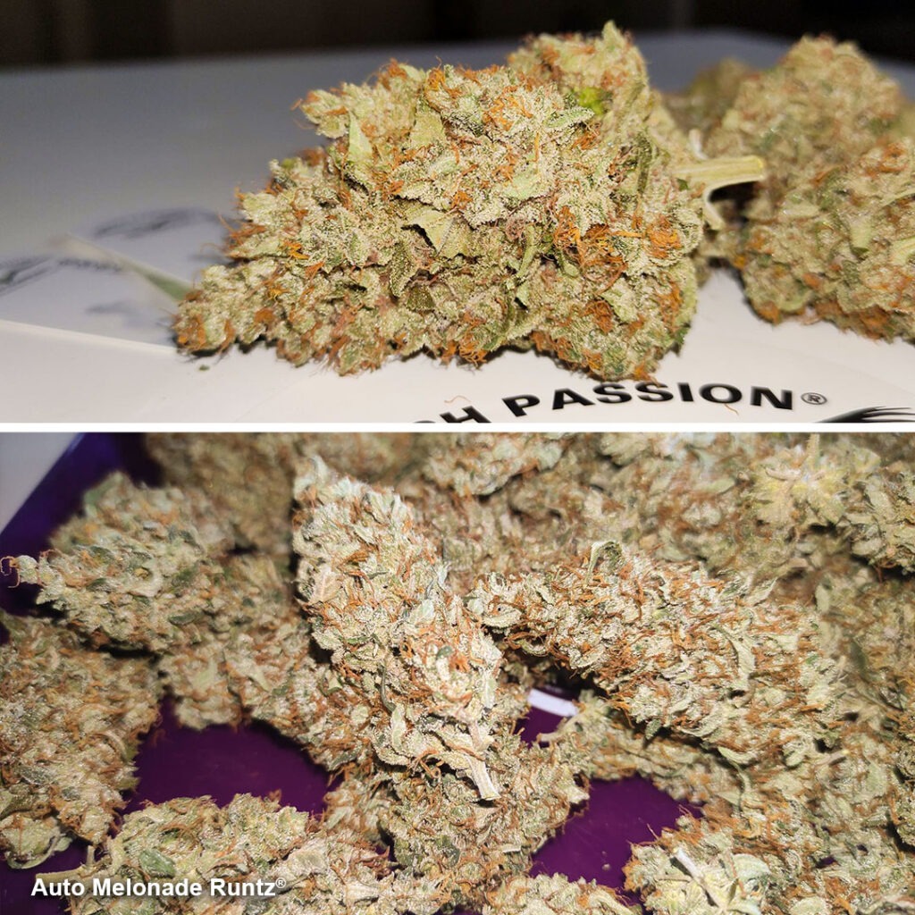 Auto Melonade Runtz dry buds by Canariangrow92