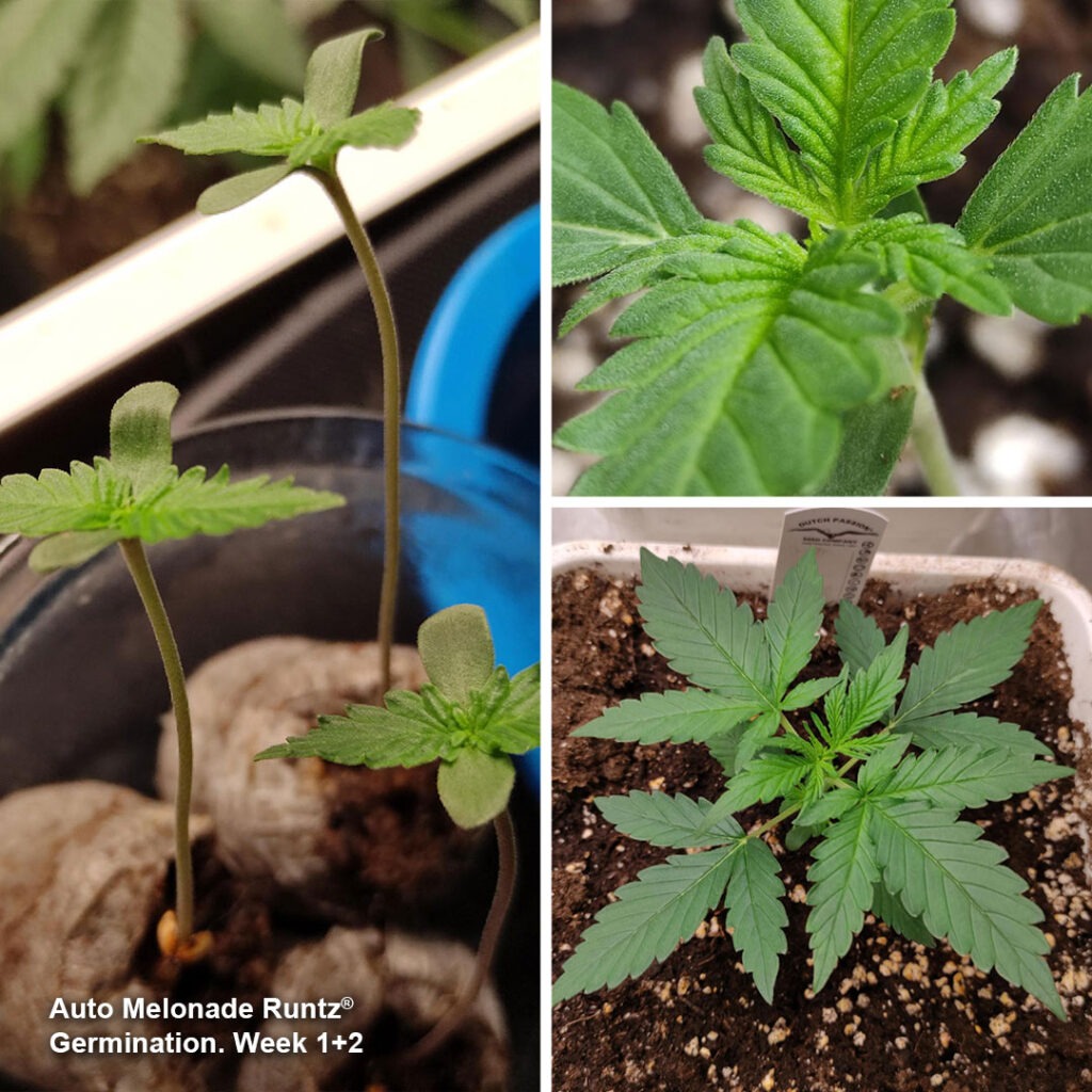 Auto Melonade Runtz seedlings (week 1-2) by Canariangrow92