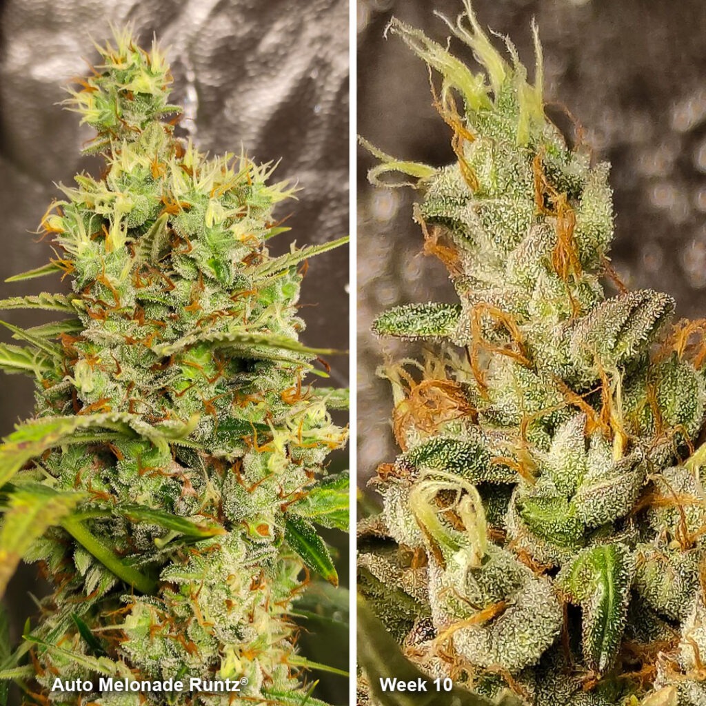 Auto Melonade Runtz flowering (week 10) by Canariangrow92