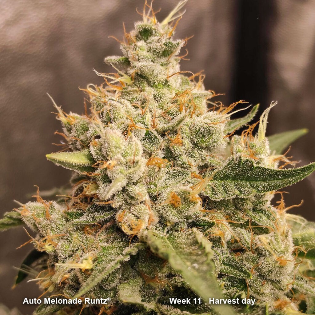 Auto Melonade Runtz flowering (week 11) by Canariangrow92