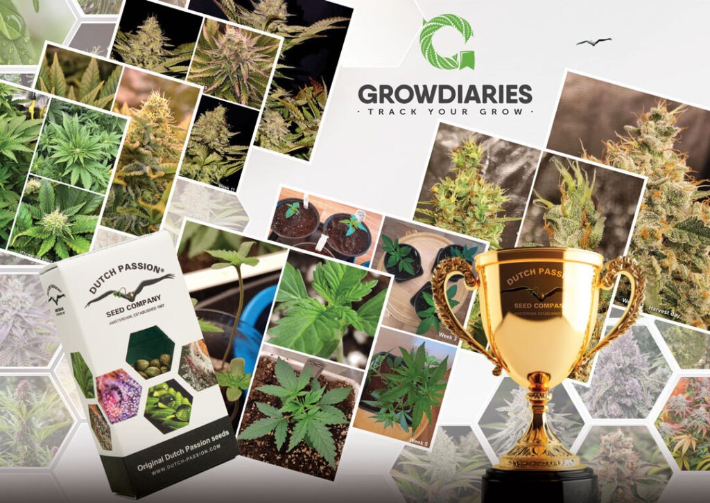 Top Grow Diaries from the Dutch Passion Indoor Contest 2024