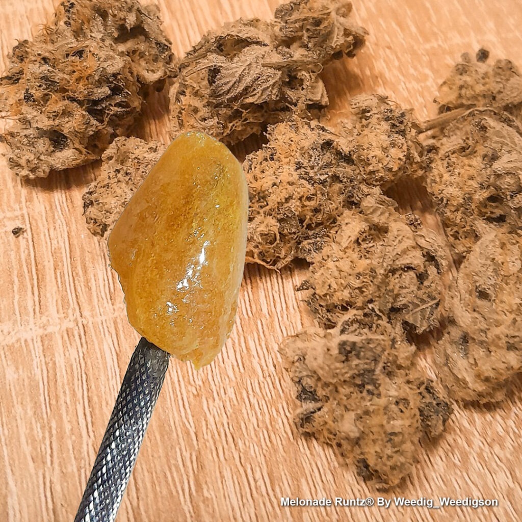 Melonade Runtz dry buds and BHO by Weedig_Weedigson