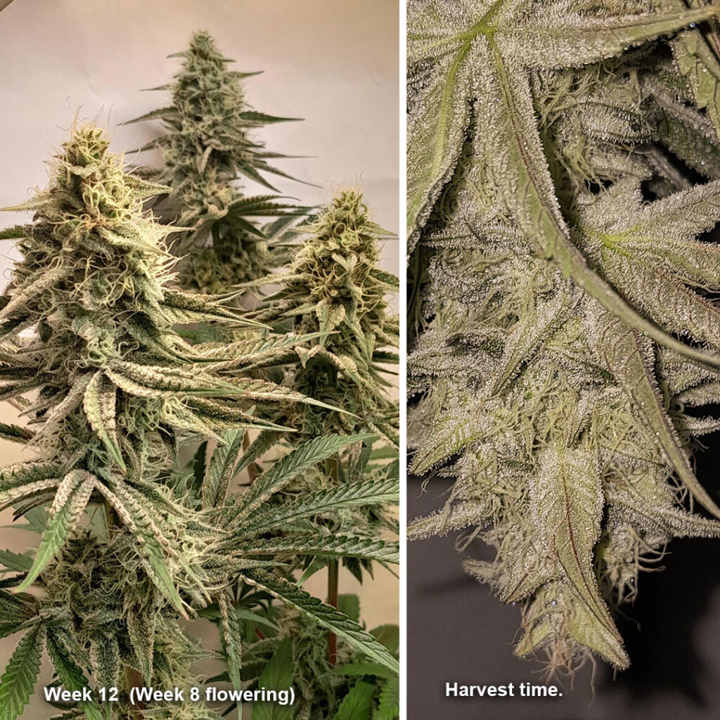 Melonade Runtz week 12 - harvest time by Weedig_Weedigson